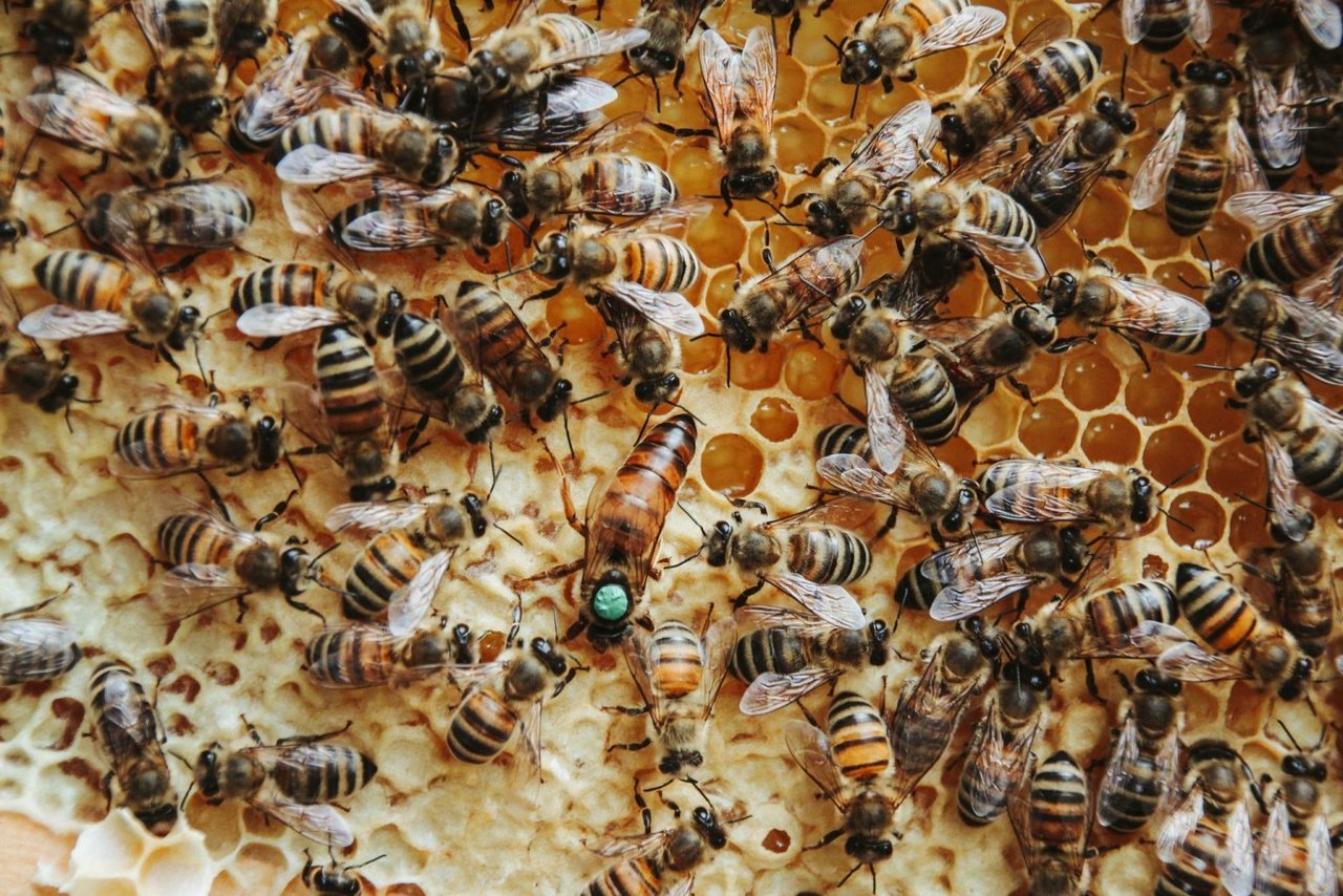 Nahaufnahme von Bienen an Waben.