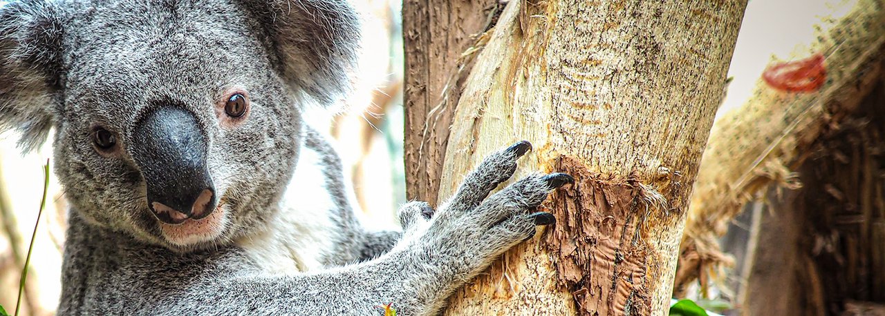 Ein Koala an einem Baum