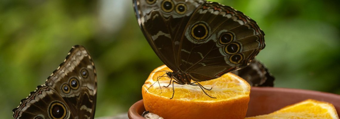 Schmetterlinge